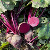 Dutch Red Beetroot Seeds | Hybrid Variety, High Yield, Spherical Root, Sweet Crisp Taste for Fresh Market & Processing