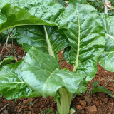 White-stemmed Leaf Beet Seeds - Early Maturing, Vigorous Growth, Large Leaves, Low Fiber, Great Taste