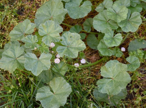 Common Mallow (Malva neglecta) Seeds – Hardy Pink Wildflower – Easy Grow