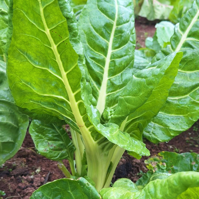 White-stemmed Leaf Beet Seeds - Early Maturing, Vigorous Growth, Large Leaves, Low Fiber, Great Taste