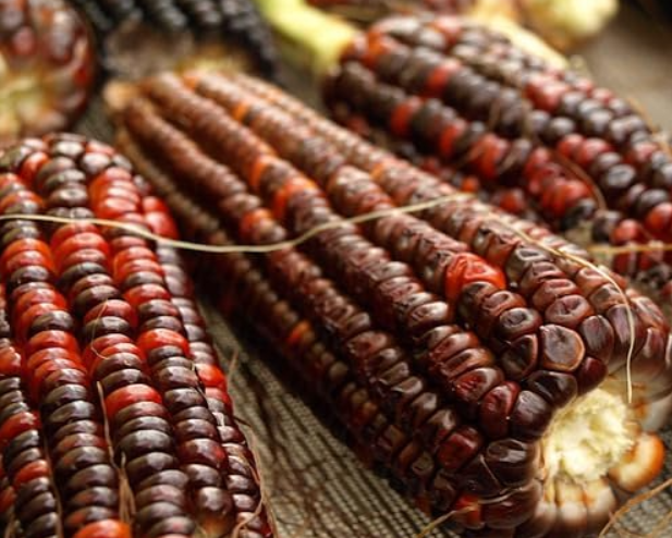 Corn, Bloody Butcher, Heirloom Seeds