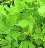 Lovage Seeds-Non GMO-Open Pollinated-Medicinal