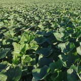 Honey Jar Pumpkin Seeds - Medium Maturing Variety, Strong Stress Tolerance, Wide Adaptability, High Yield, Excellent Taste