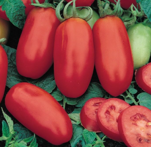 San Marzano Tomato Seeds (Determinate) | Heirloom/Non-GMO