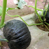 Sweet as Honey Pumpkin Seeds – Early Maturing & High Yielding, Sweet & Glutinous Flesh, Ideal for Home Gardens