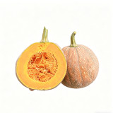 Honey Jar Pumpkin Seeds - Medium Maturing Variety, Strong Stress Tolerance, Wide Adaptability, High Yield, Excellent Taste