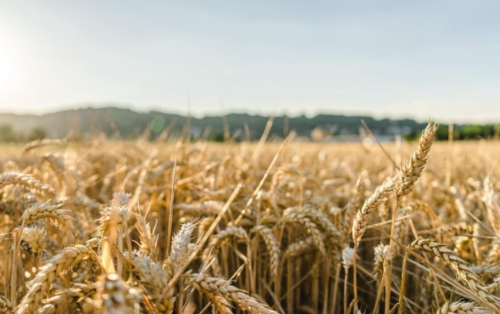 Hard Red Winter Wheat Seeds Non-GMO for Planting Sprouting Fodder Storage