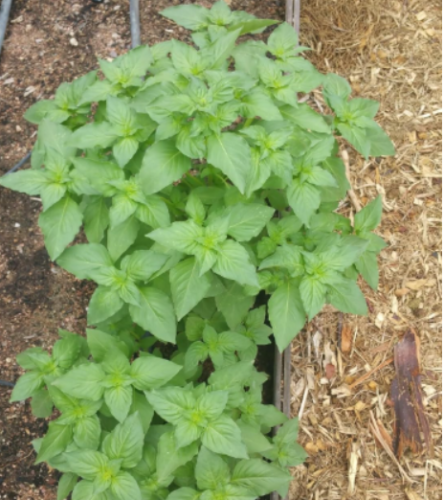 Persian Rayhan or Rayhoon ريحان Basil Organic US Grower