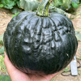 Sweet as Honey Pumpkin Seeds – Early Maturing & High Yielding, Sweet & Glutinous Flesh, Ideal for Home Gardens