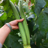 Thailand Medium Green Luffa Seeds | F1 Hybrid, High Yield, Early Maturity, Disease Resistant