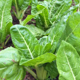 White-stemmed Leaf Beet Seeds - Early Maturing, Vigorous Growth, Large Leaves, Low Fiber, Great Taste