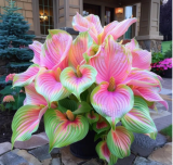 Pink Princess Caladium Bulbs for Planting - Beautiful Spotted Leafs