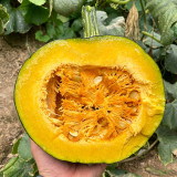 Sweet as Honey Pumpkin Seeds – Early Maturing & High Yielding, Sweet & Glutinous Flesh, Ideal for Home Gardens