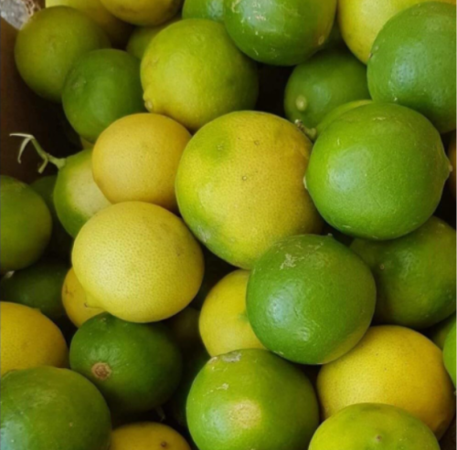 Citrus Aurantifolia Limón Criollo from Puerto Rico Non GMO Organic