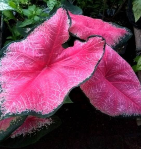 Florida Sweetheart Caladium Bulbs