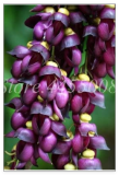 Mucuna Pruriens Exotic Jade Vine Perennial Climbing Garden Flower Fragrant Potted (Color: 4)