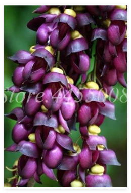 Mucuna Pruriens Exotic Jade Vine Perennial Climbing Garden Flower Fragrant Potted (Color: 4)