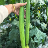 Thailand Medium Green Luffa Seeds | F1 Hybrid, High Yield, Early Maturity, Disease Resistant
