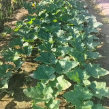 Honey Jar Pumpkin Seeds - Medium Maturing Variety, Strong Stress Tolerance, Wide Adaptability, High Yield, Excellent Taste