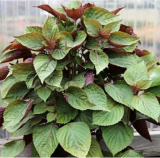 Purple Shiso Seeds Purple Perilla Zisu Tia to Tim/Sesame Leaf