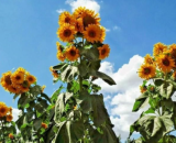 Skyscraper Sunflower Seeds Heirloom Multi Bloom Tall