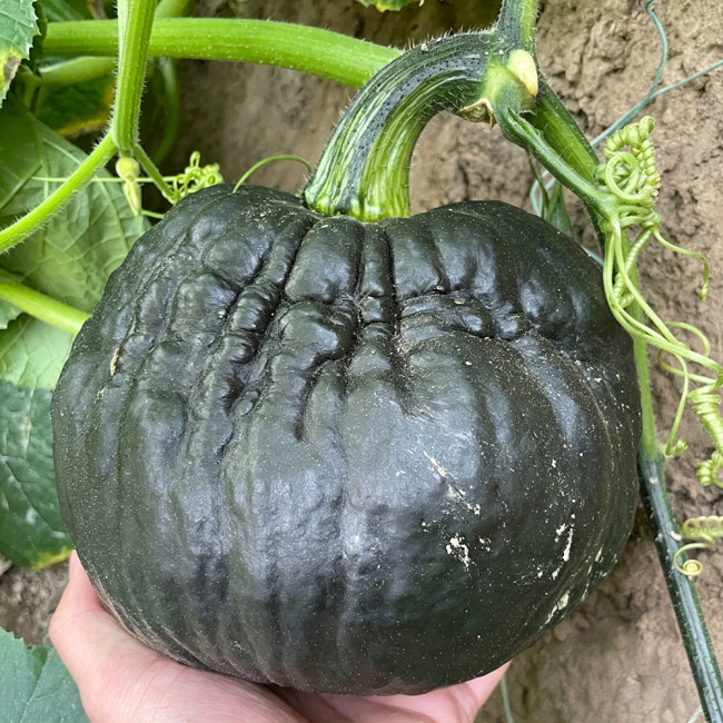 Sweet as Honey Pumpkin Seeds – Early Maturing & High Yielding, Sweet & Glutinous Flesh, Ideal for Home Gardens