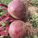 Dutch Red Beetroot Seeds | Hybrid Variety, High Yield, Spherical Root, Sweet Crisp Taste for Fresh Market & Processing