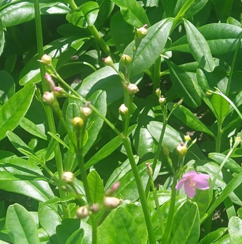 Organic Waterleaf (Talinum fruticosum) Spinach Seeds for Planting