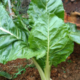 White-stemmed Leaf Beet Seeds - Early Maturing, Vigorous Growth, Large Leaves, Low Fiber, Great Taste