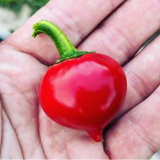 Tondo Round Calabrian Italian Picante Calabrese Spicy Pepper of Calabria Premium