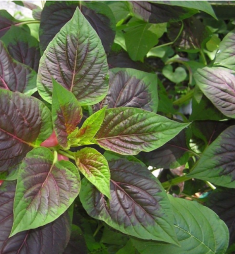 Organic Red Nigerian Spinach Seeds, (Lagos Spinach/Shoko)