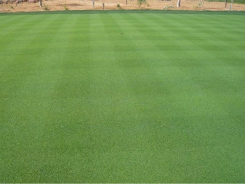 Creeping Bentgrass Seed