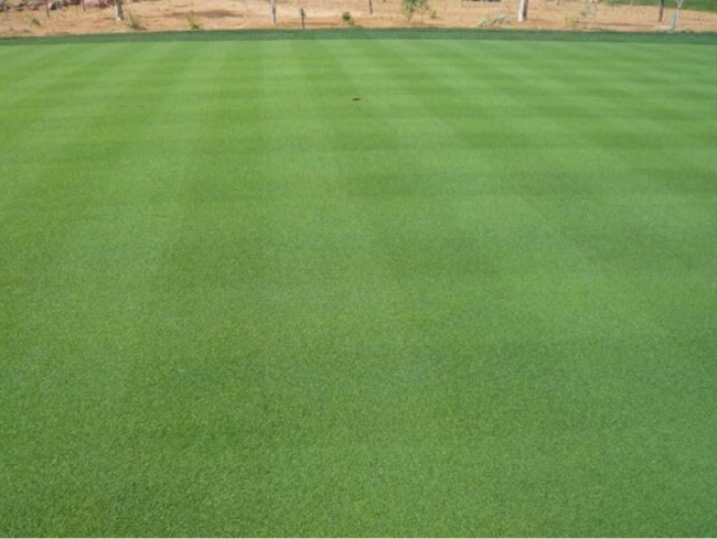Creeping Bentgrass Seed