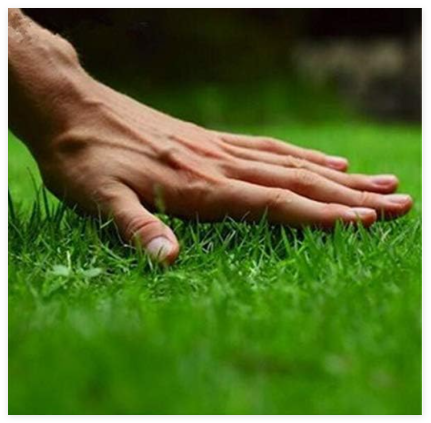 Japanese Forest Grass lawn, Perennial Evergreen Lawn Seed