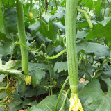 Jiamei 60 Long Sponge Gourd Seeds | Early-Maturing, High-Yield for Greenhouse & Open Field