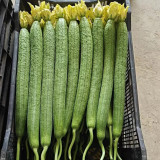 Jiamei 60 Long Sponge Gourd Seeds | Early-Maturing, High-Yield for Greenhouse & Open Field