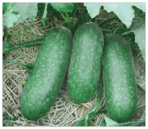 Fuzzy Gourd, Hairy Gourd, Jointed Gourd Seeds, BÍ ĐAO Chanh, Season