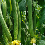 Jiamei 60 Long Sponge Gourd Seeds | Early-Maturing, High-Yield for Greenhouse & Open Field