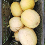 Golden Thread Squash Seeds – Early Maturing & High Yielding, Easy to Grow, Sweet & Fragrant Flavor