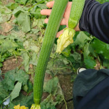 Jiamei 60 Long Sponge Gourd Seeds | Early-Maturing, High-Yield for Greenhouse & Open Field