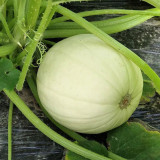 Golden Thread Squash Seeds – Early Maturing & High Yielding, Easy to Grow, Sweet & Fragrant Flavor