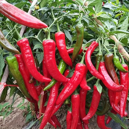 Extra Spicy 'La Mei Zi' Pepper Seeds – Early Maturing, Disease Resistant, Thin Skin, High Yield, Multi-Purpose