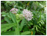 Swamp Milkweed Seeds (Asclepias incarnata)