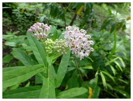 Swamp Milkweed Seeds (Asclepias incarnata)