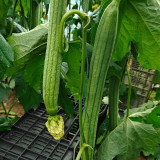 Jiamei 60 Long Sponge Gourd Seeds | Early-Maturing, High-Yield for Greenhouse & Open Field