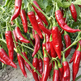 Extra Spicy 'La Mei Zi' Pepper Seeds – Early Maturing, Disease Resistant, Thin Skin, High Yield, Multi-Purpose