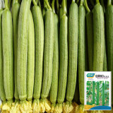 Jiamei 60 Long Sponge Gourd Seeds | Early-Maturing, High-Yield for Greenhouse & Open Field