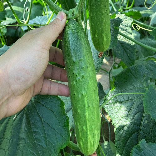 Trellis-Crushing Snack Cucumber Seeds – High Yielding, Easy to Grow, Crisp & Sweet, Perfect for Fresh Eating