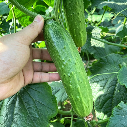 Trellis-Crushing Snack Cucumber Seeds – High Yielding, Easy to Grow, Crisp & Sweet, Perfect for Fresh Eating