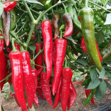 Extra Spicy 'La Mei Zi' Pepper Seeds – Early Maturing, Disease Resistant, Thin Skin, High Yield, Multi-Purpose
